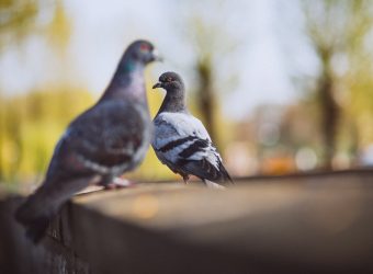 Two piggeons sitting on stone fence in park