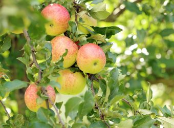 Apples on a tree