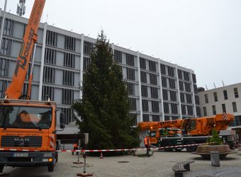 Baum Rathausplatz