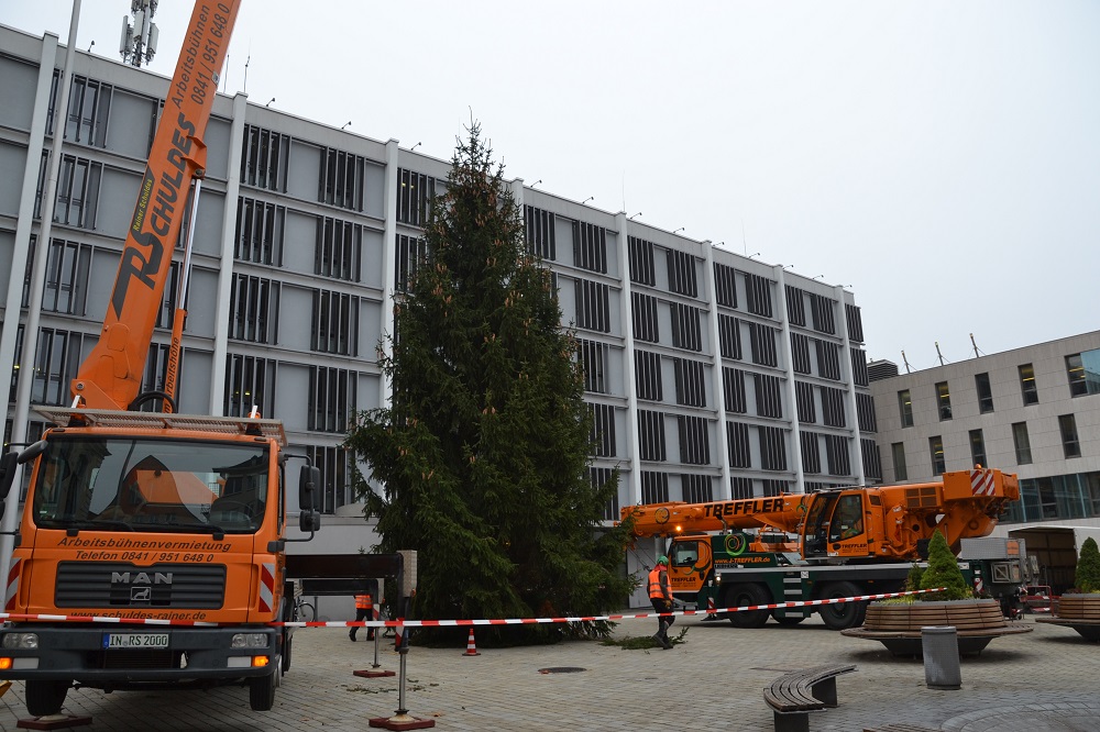 Baum Rathausplatz