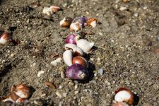 Zwiebelstecken Landesgartenschau 2021 Zwiebelstecken Landesgartenschau 2021