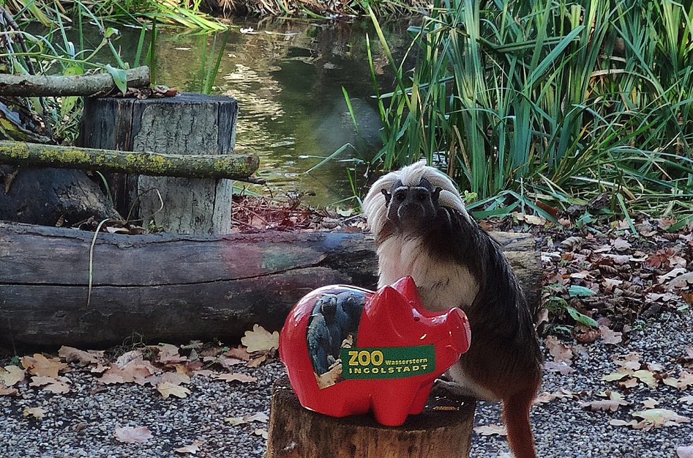 Zoo Wasserstern Spendenaufruf