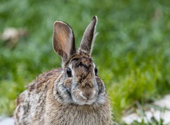 Selective focus shot of a cute brown rabbit sitting on the grass-covered field