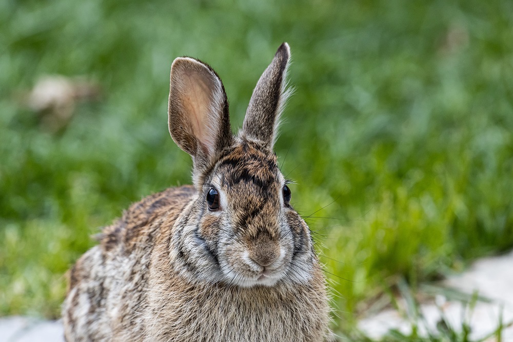 Selective focus shot of a cute brown rabbit sitting on the grass-covered field