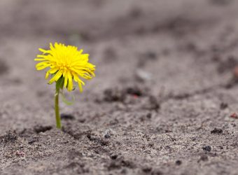 Growing yellow flower