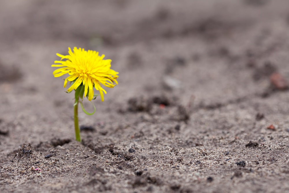 Growing yellow flower