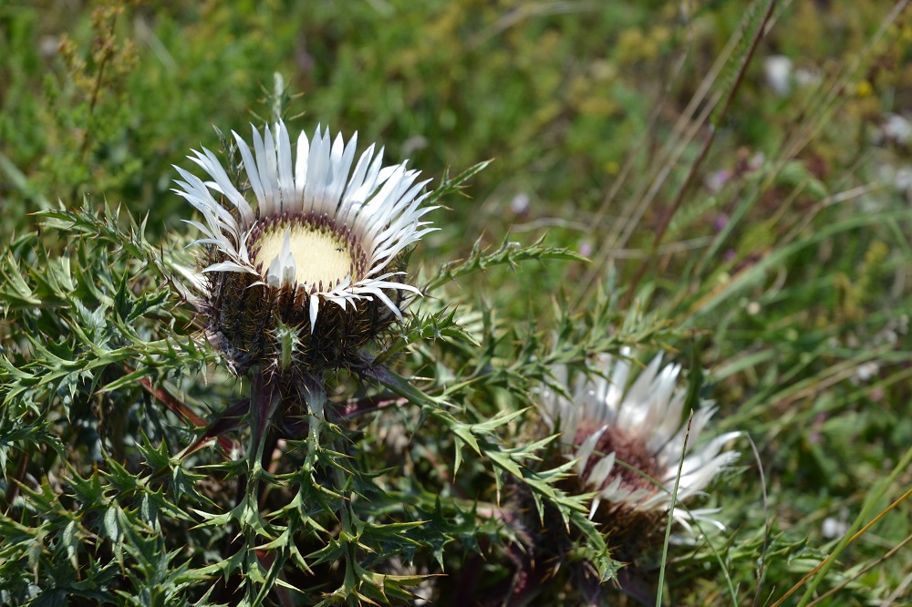 Silberdistel