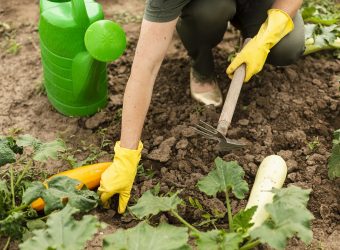 Garten Gemüse Freepik