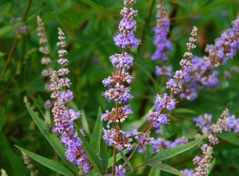 Mönchspfeffer Vitex agnus castus - Foto DMMI Claudia Rühle