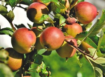 apple-tree-5402617_1280_capri23auto_pixabay_1000