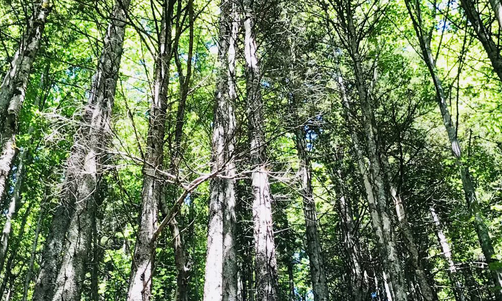 Wanderung zum Thema „Auf der Balz von Uhu und Waldkauz“