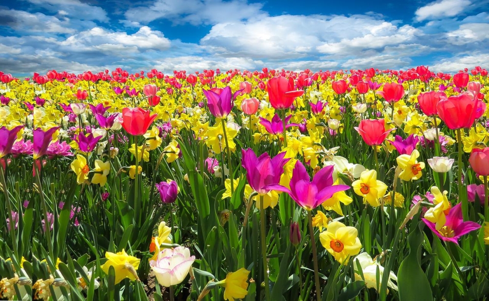 blumenwiese pixabay tulips-1197602_1000