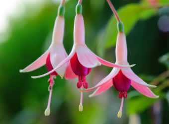 Fuchsie Osnabrücker Fee Fuchsiengärtnerei Rosi Friedl_1000