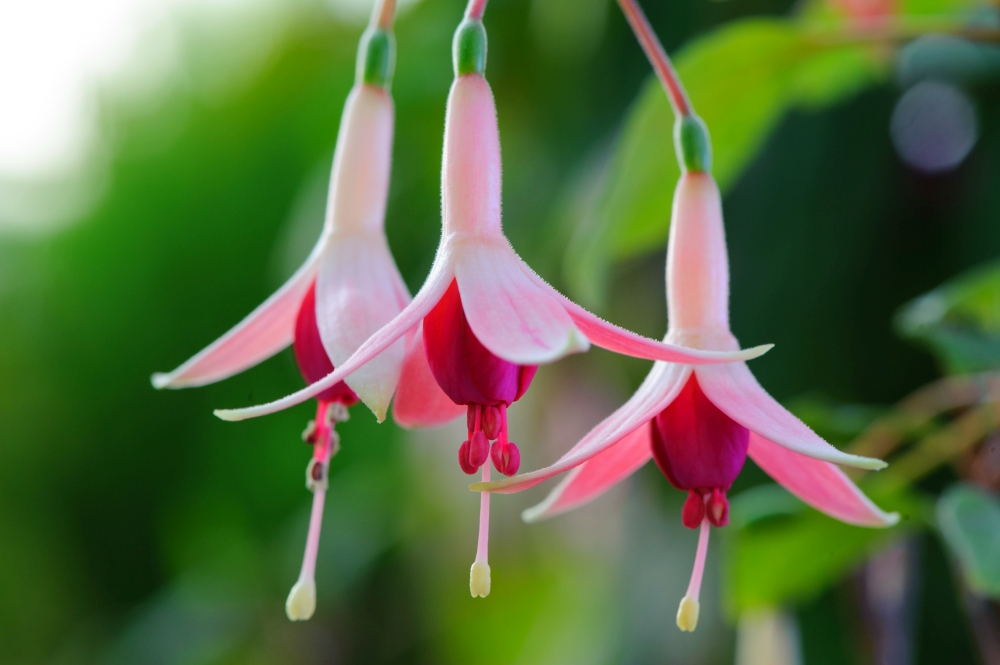 Fuchsie Osnabrücker Fee Fuchsiengärtnerei Rosi Friedl_1000