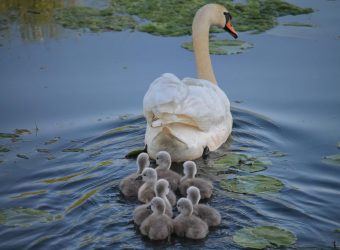schwimmen pixabay swan-geae25df87_1920