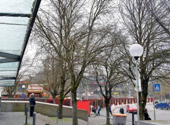 Die Kastanien am Viktualienmarkt (Foto: Rössle)