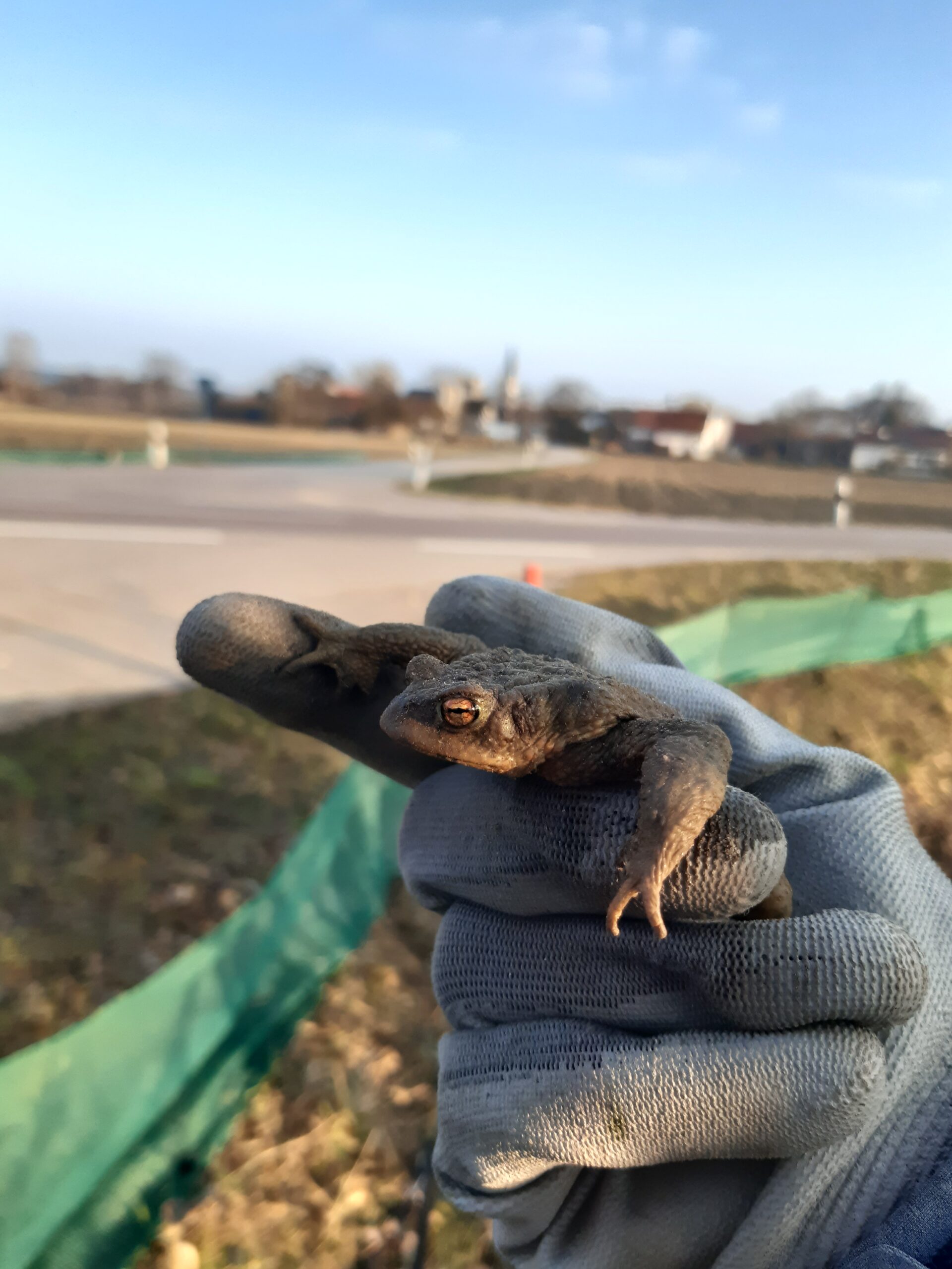 Helfer für Krötenübergang gesucht