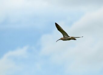 Fliegender Brachvogel