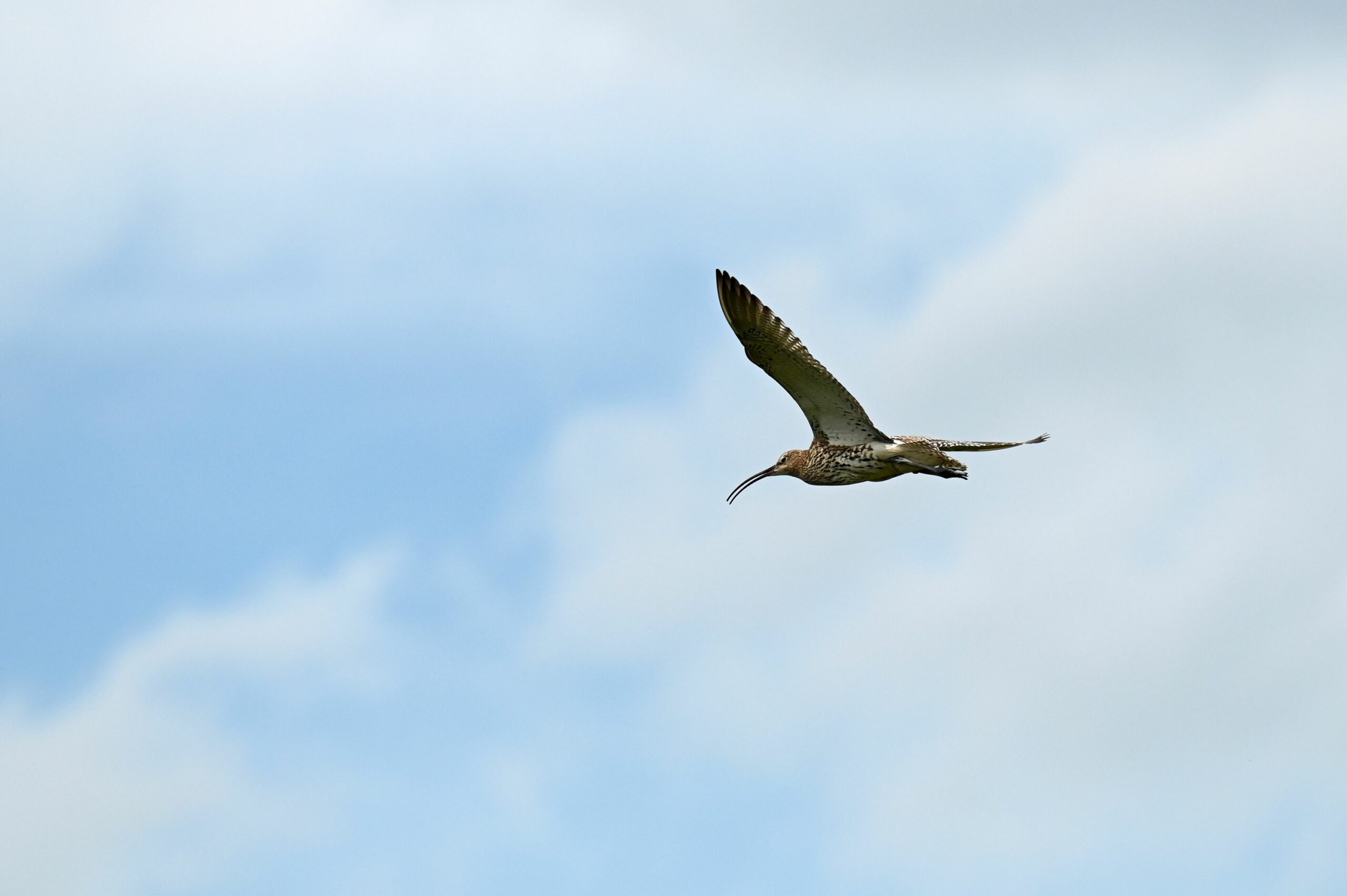 Fliegender Brachvogel